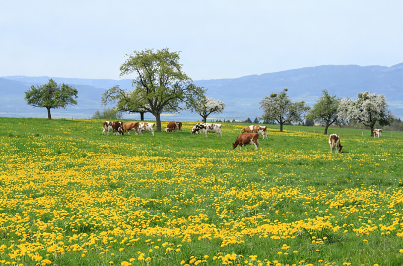Effects of zinc sulfate monohydrate on cattle and sheep Effetti del solfato di zinco monoidrato su bovini e ovini