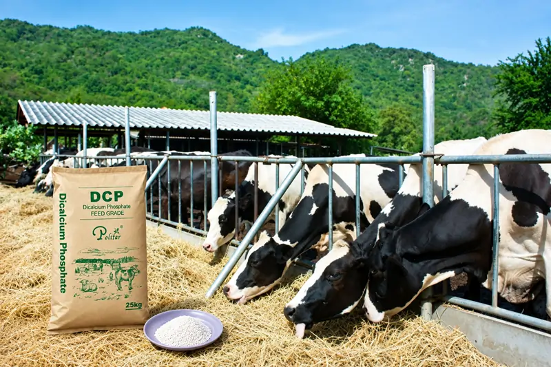 DCP in feed additives DCP negli additivi per mangimi