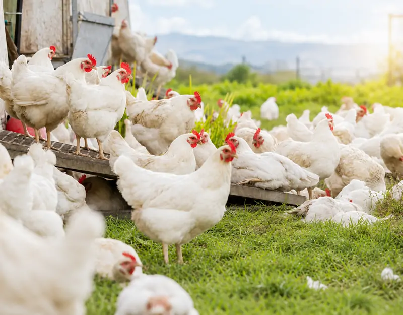 Manganese Sulphate Monohydrate for Poultry Solfato di manganese monoidrato per pollame