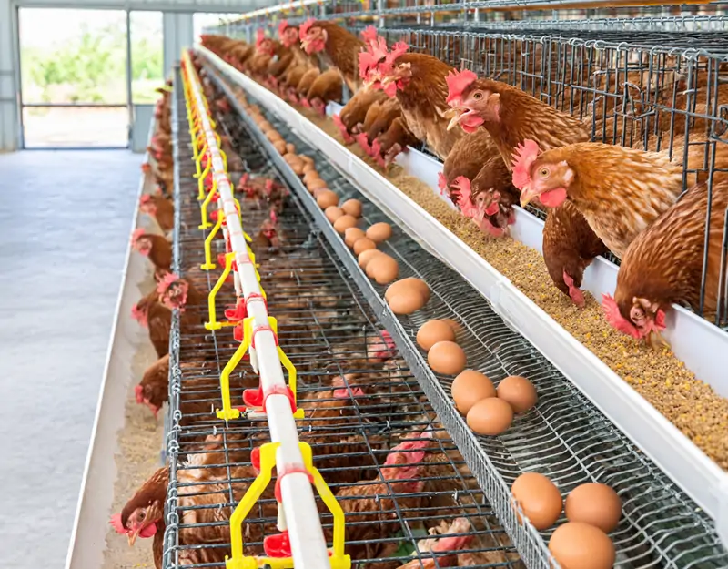 Laying Hens Galline ovaiole