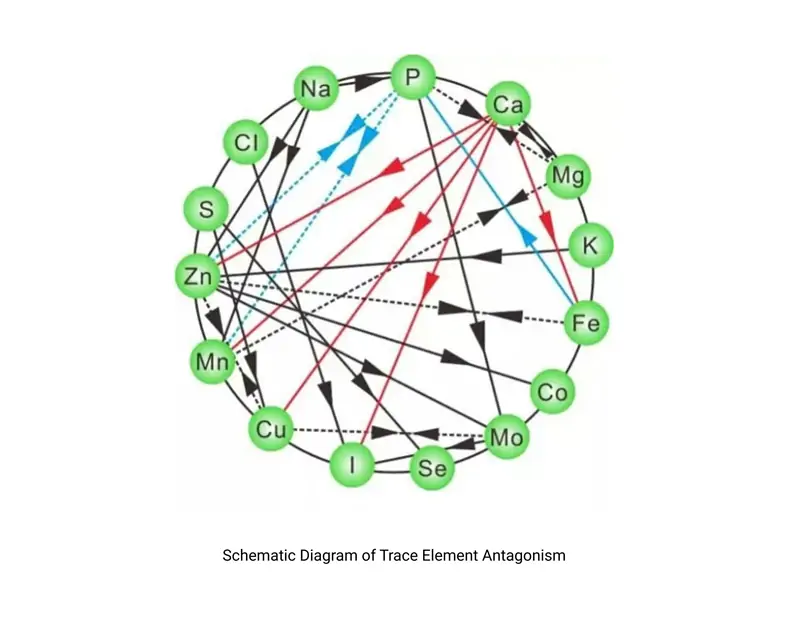 Schematic Diagram of Trace Element Antagonism Diagramma schematico dell'antagonismo degli elementi in traccia