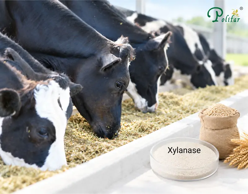 Application of Xylanase in Ruminant Feed Applicazione della xilanasi nell'alimentazione dei ruminanti