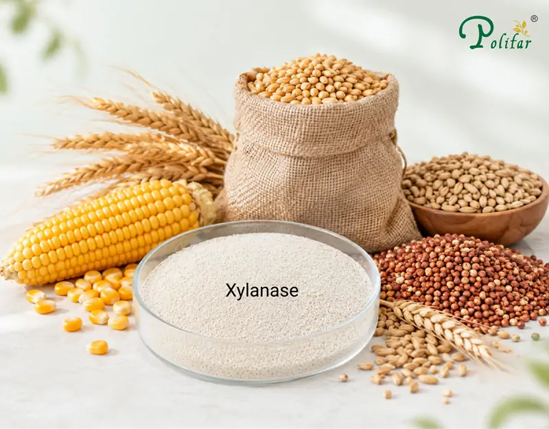Applications of Xylanase Applicazioni della xilanasi
