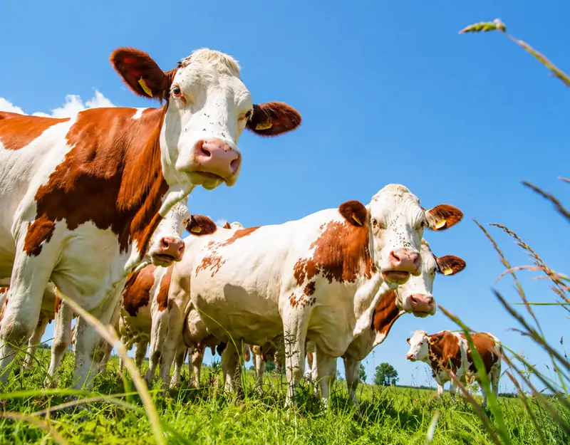 Benefits of Manganese Sulphate in Animal Feed Vantaggi del solfato di manganese nei mangimi per animali