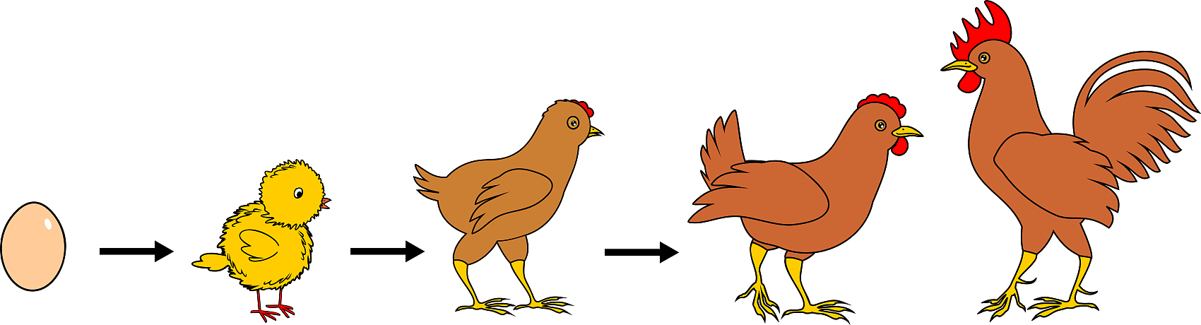 fase di vita del pollame