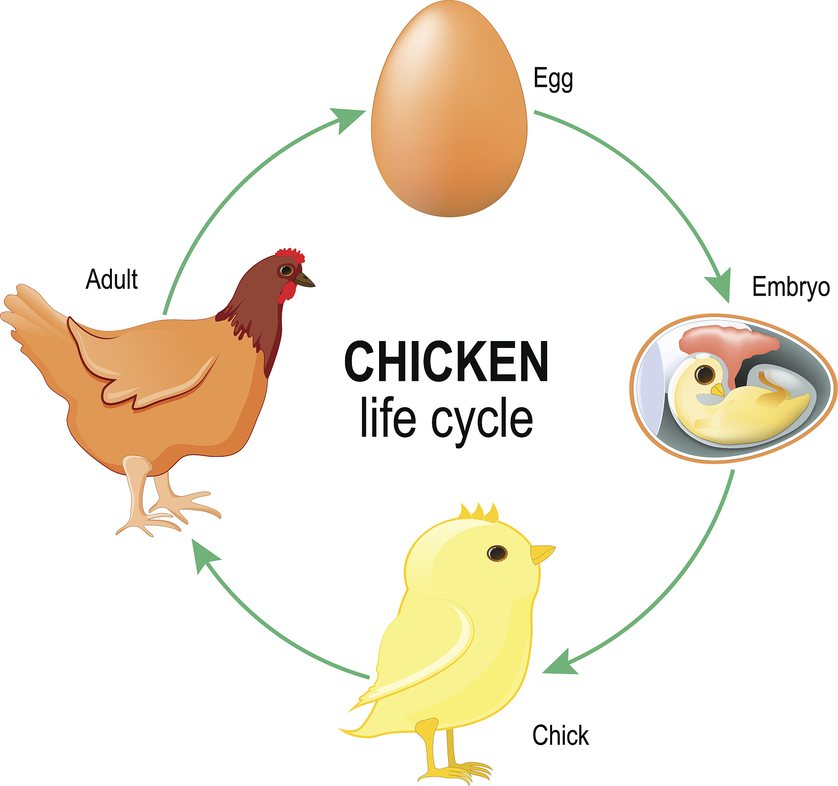 ciclo di vita del pollo
