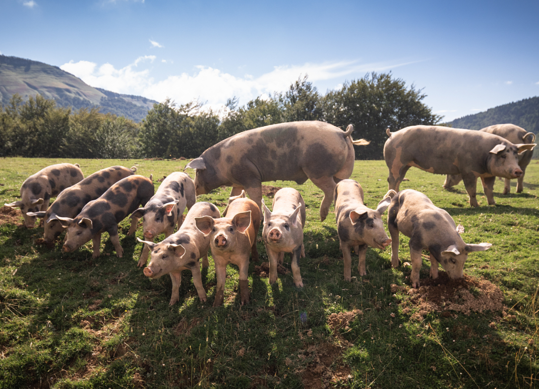 alimentazione del bestiame