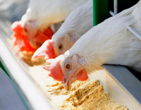 //5irorwxhomroiik.leadongcdn.com/cloud/liBqnKmmSRklroiorjkq/Protein-And-Amino-Acids-for-Poultry.jpg