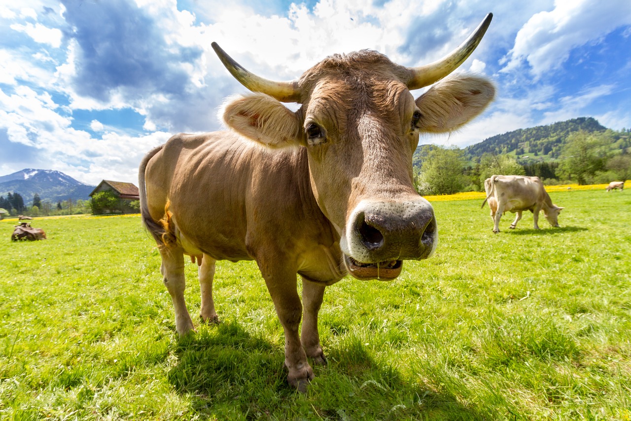 aminoacidi per bovini