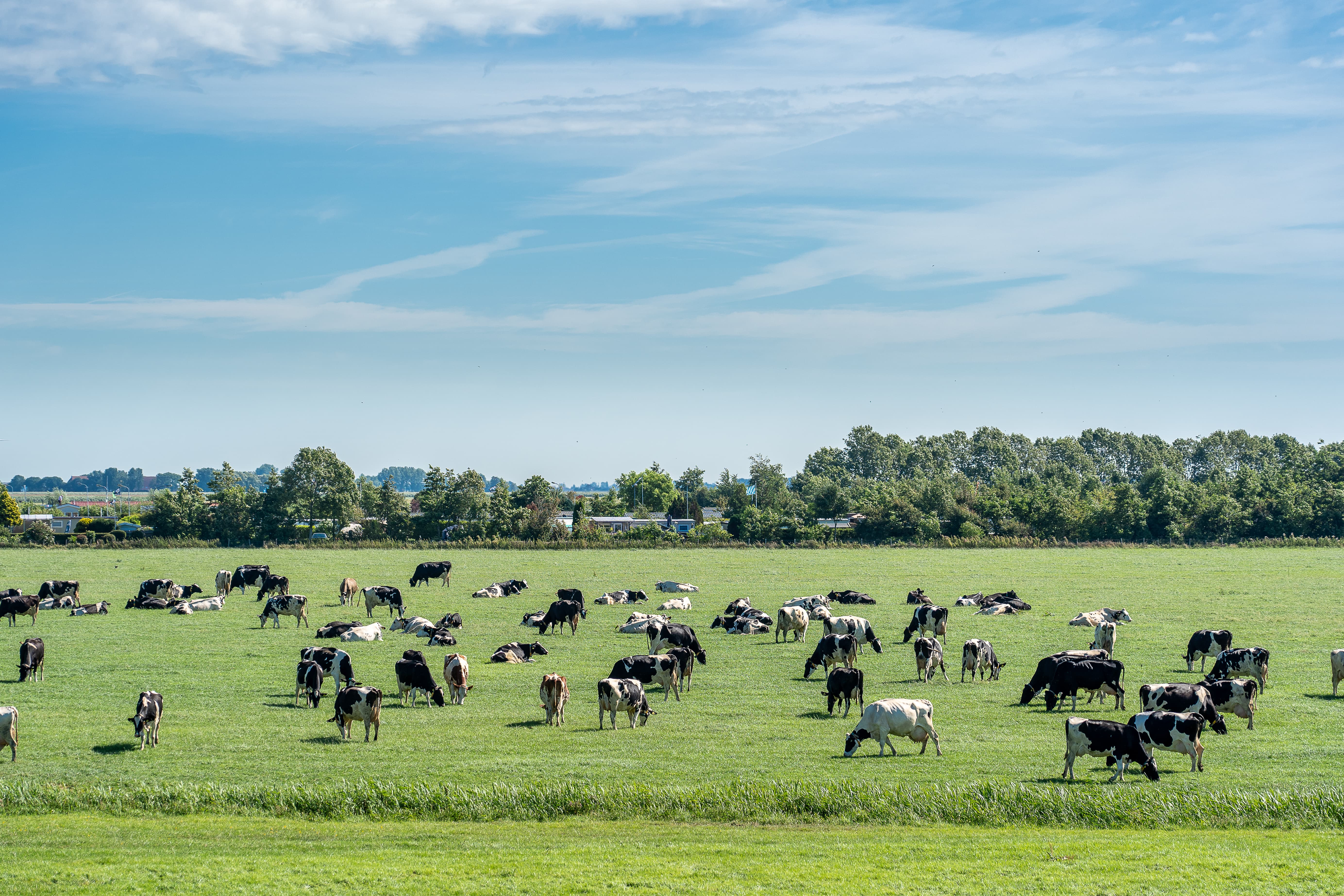 Branco di bestiame che pascola in un prato fresco