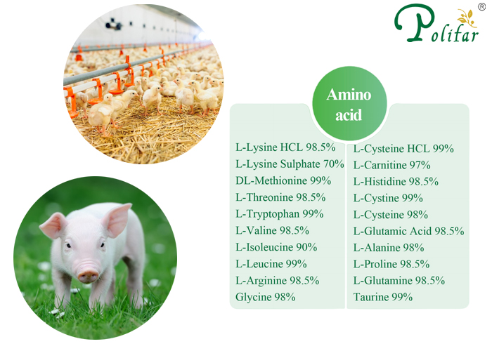 Quali sono i tipi di aminoacidi inclusi negli additivi per mangimi?-Polifar