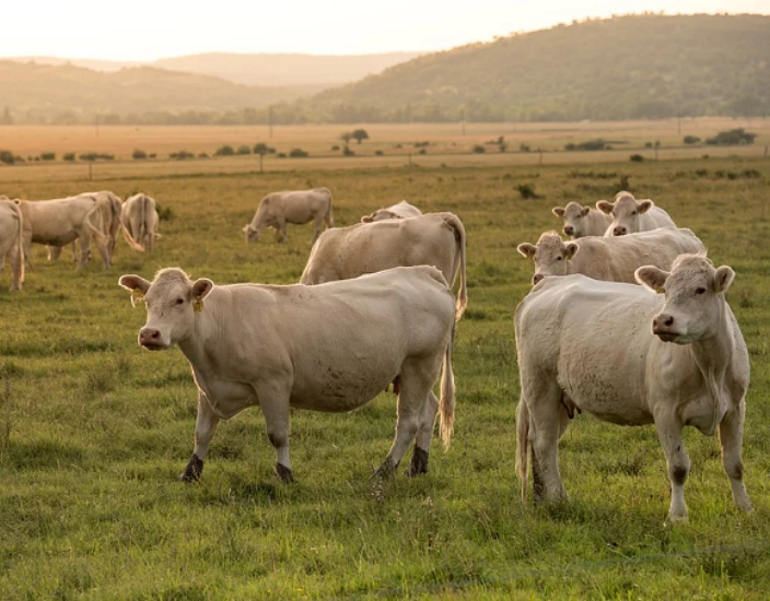 L'oligoelemento migliora la produzione di bestiame