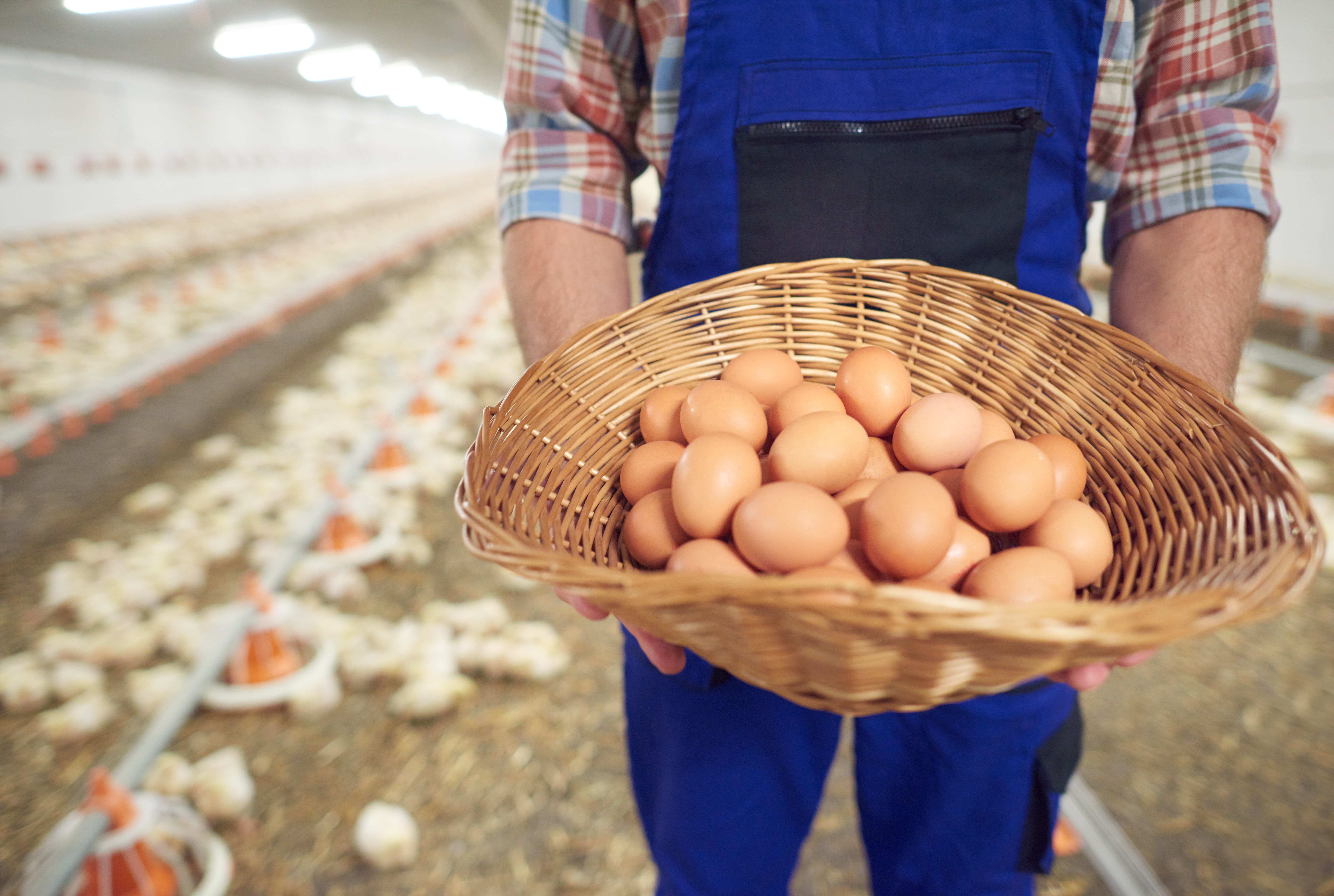 vitamina per il pollame