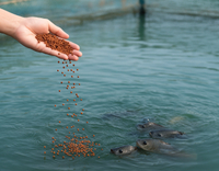 //5irorwxhomroiik.leadongcdn.com/cloud/lkBqnKmmSRjllniljjkq/Aquaculture.jpg