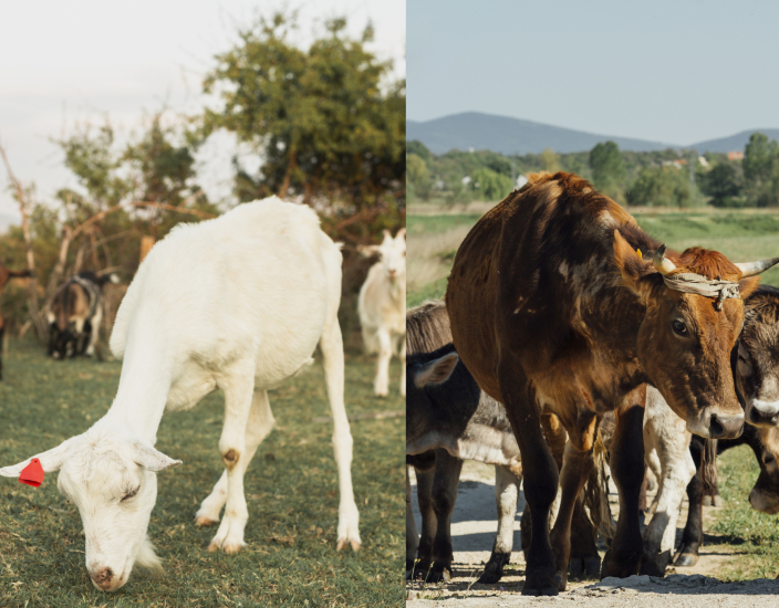 Solfato di cobalto: essenziale per la salute degli animali