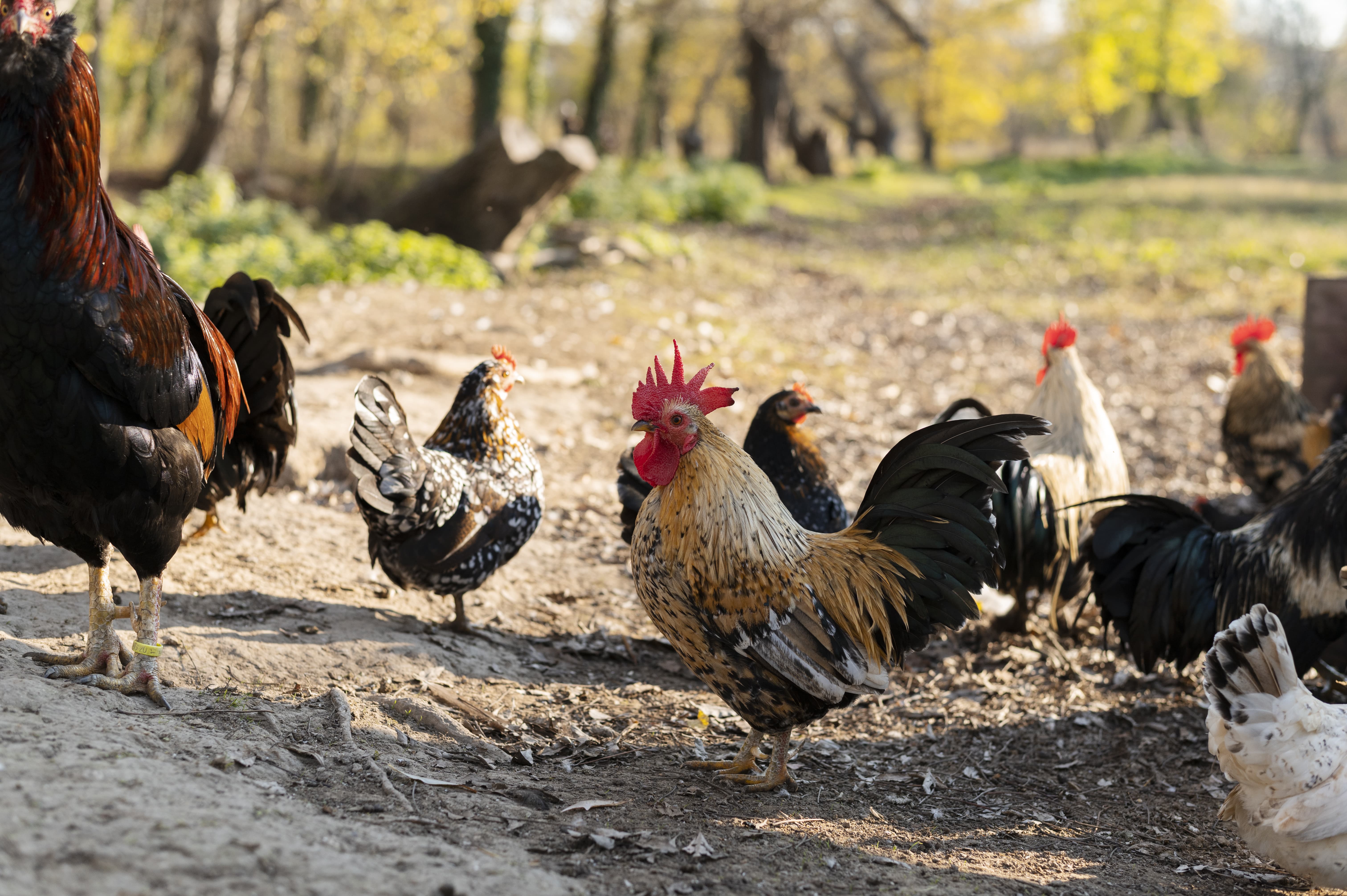 vitamina per il pollo