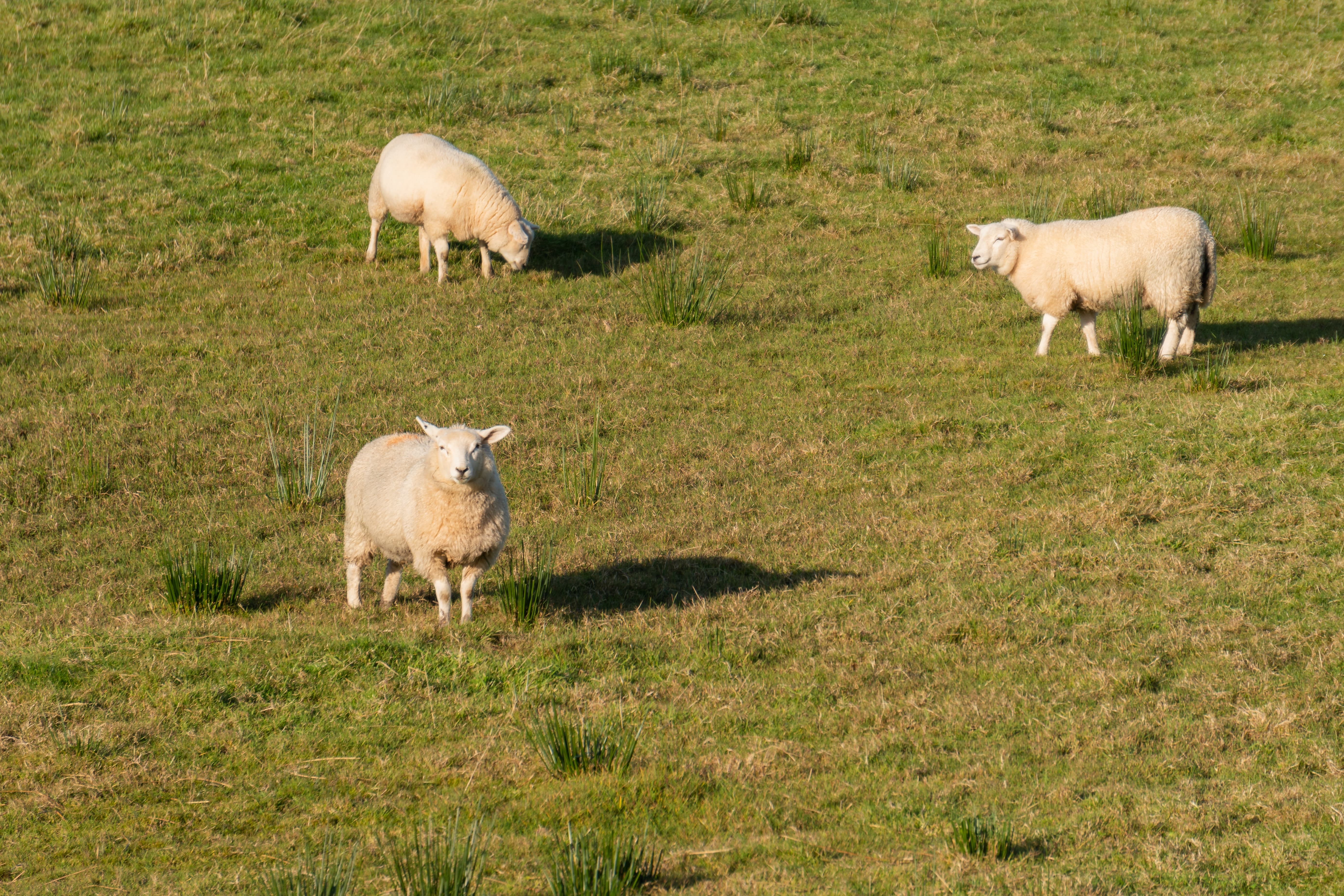 gruppo di pecore