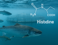 //5irorwxhomroiik.leadongcdn.com/cloud/lmBqnKmmSRklnrnmikkq/Histidine-in-Aquatic-Animal-Nutrition.jpg