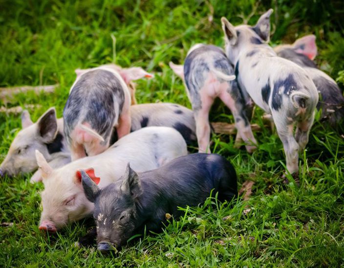 Applicazione scientifica e valore di mercato della metionina nei mangimi