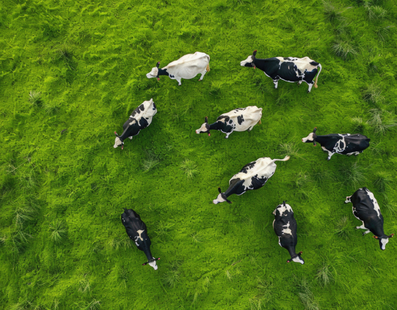 cows.jpg