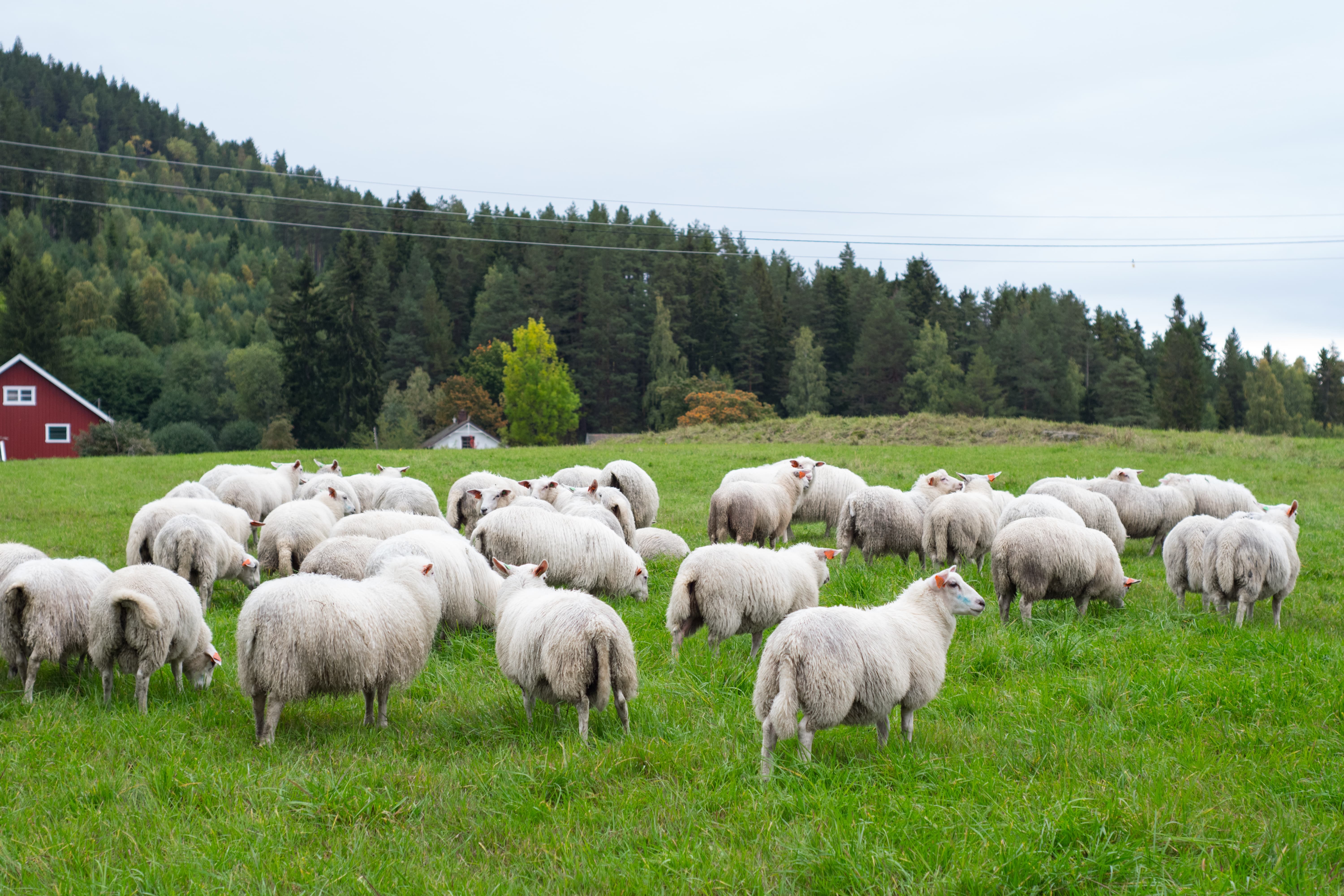 vitamina di grado da mangiare per le pecore