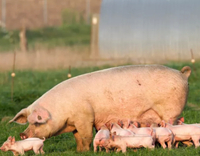 //5irorwxhomroiik.leadongcdn.com/cloud/lnBqnKmmSRjloljmokkp/Pig-Reproduction.jpg