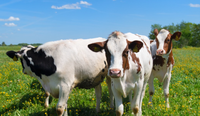//5irorwxhomroiik.leadongcdn.com/cloud/lnBqnKmmSRojoonoqpkm/cattle.png