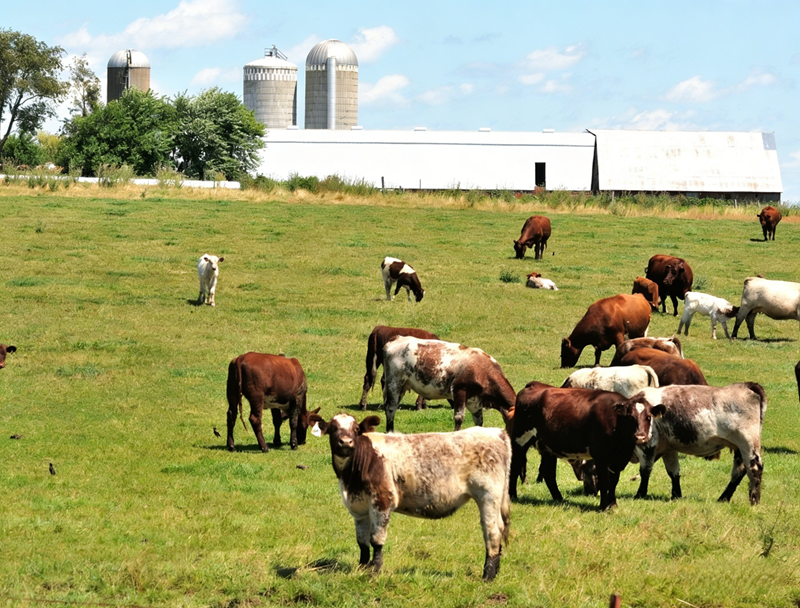 Applicazione della metionina rumine protetta nei ruminanti
