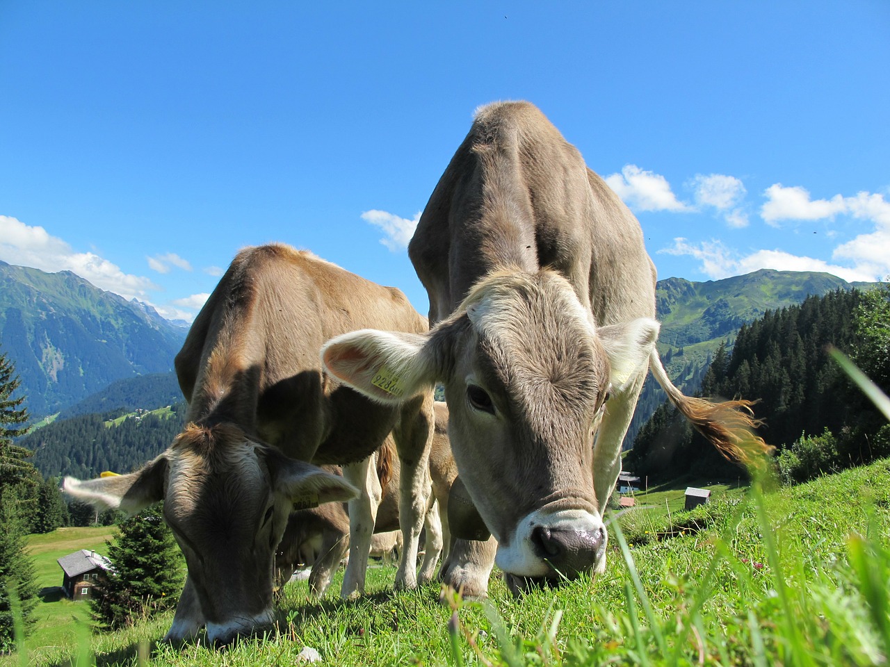 additivi oligoelementi per bovini