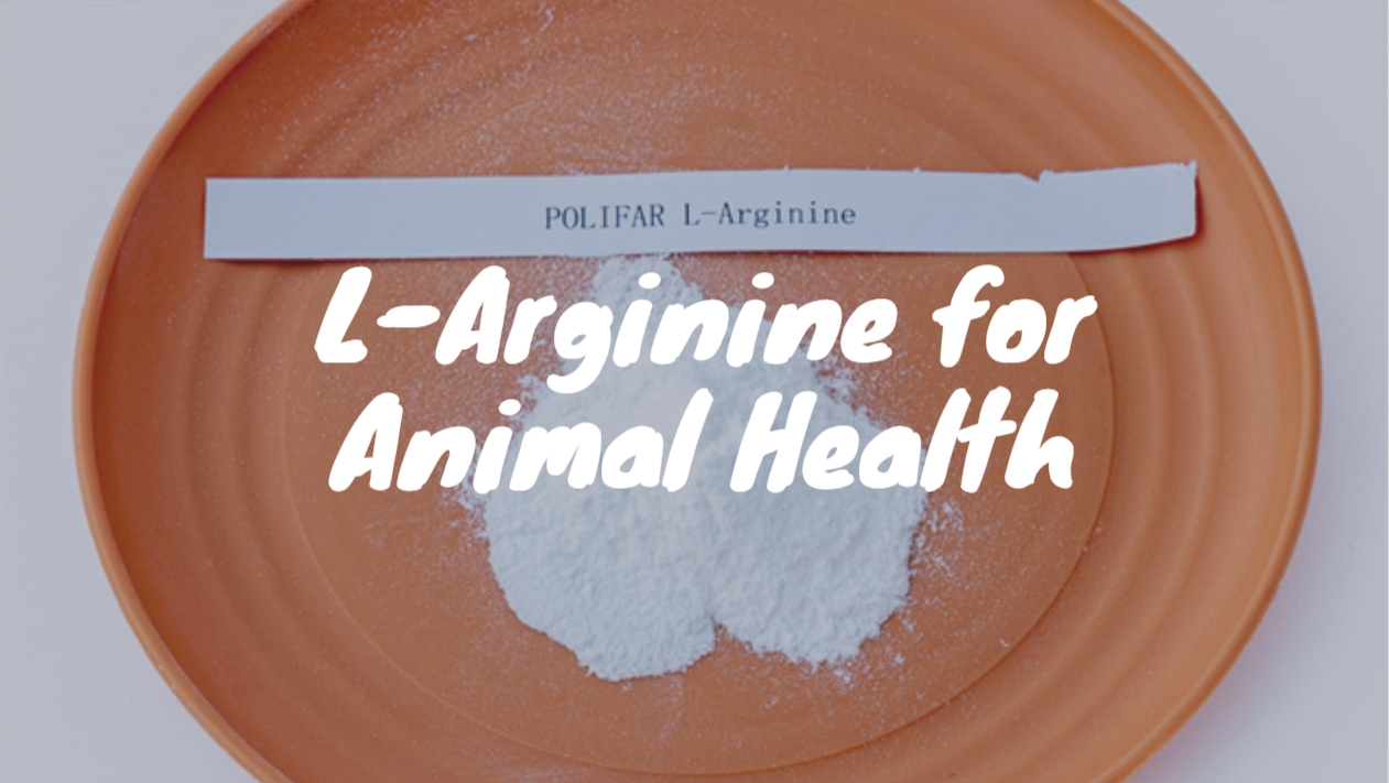 L-Arginina per animali