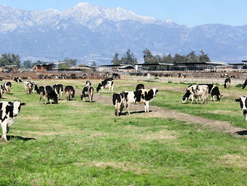 L'importante ruolo della metionina nelle vacche da latte