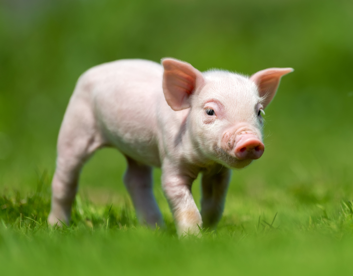 Polifar Pig Premix: garantire la nutrizione in ogni fase della crescita