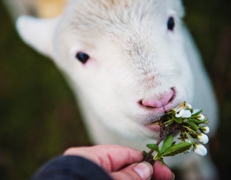 Vitamins for sheep.jpg