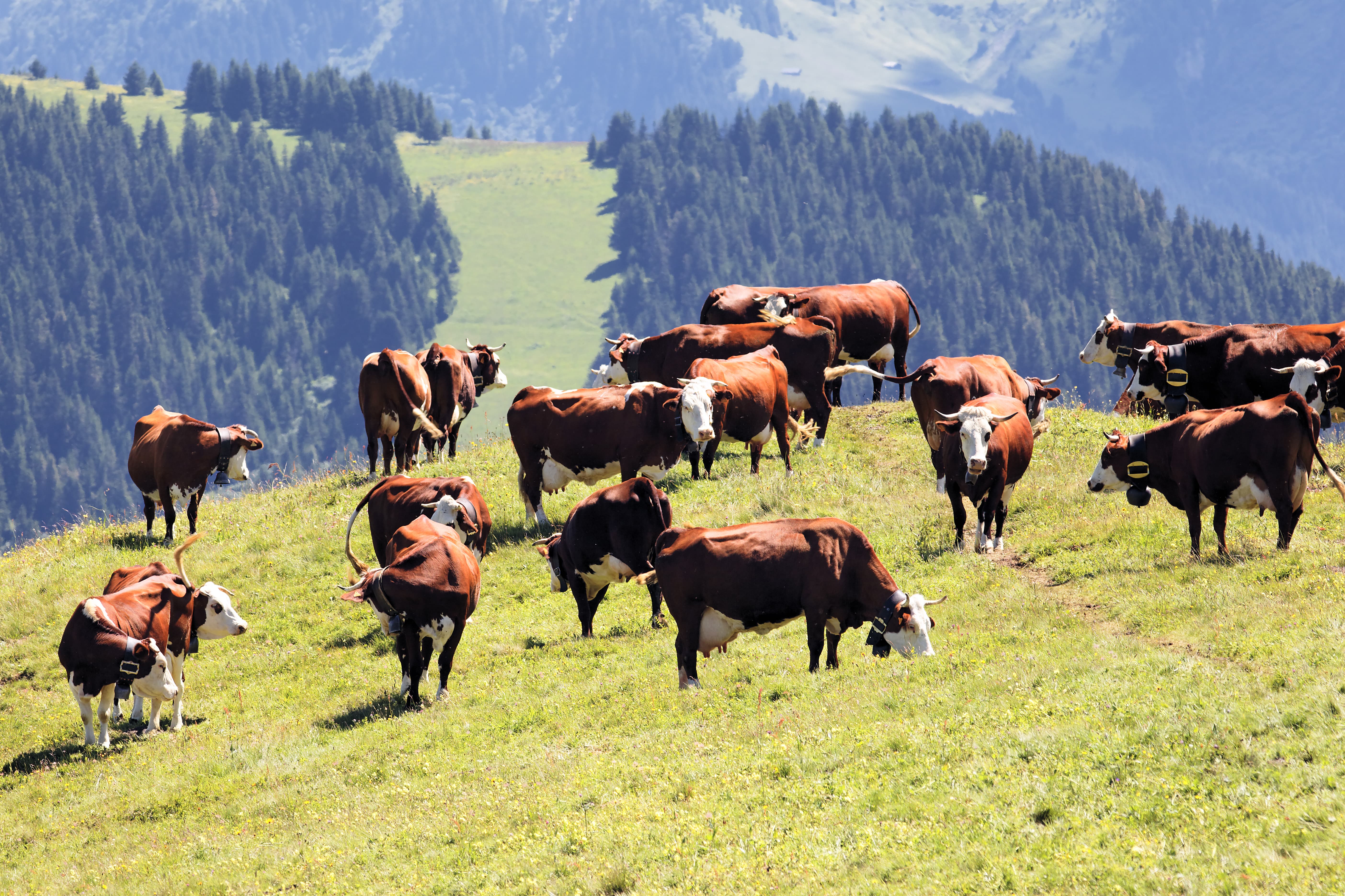 le mucche hanno bisogno di cloruro di colina