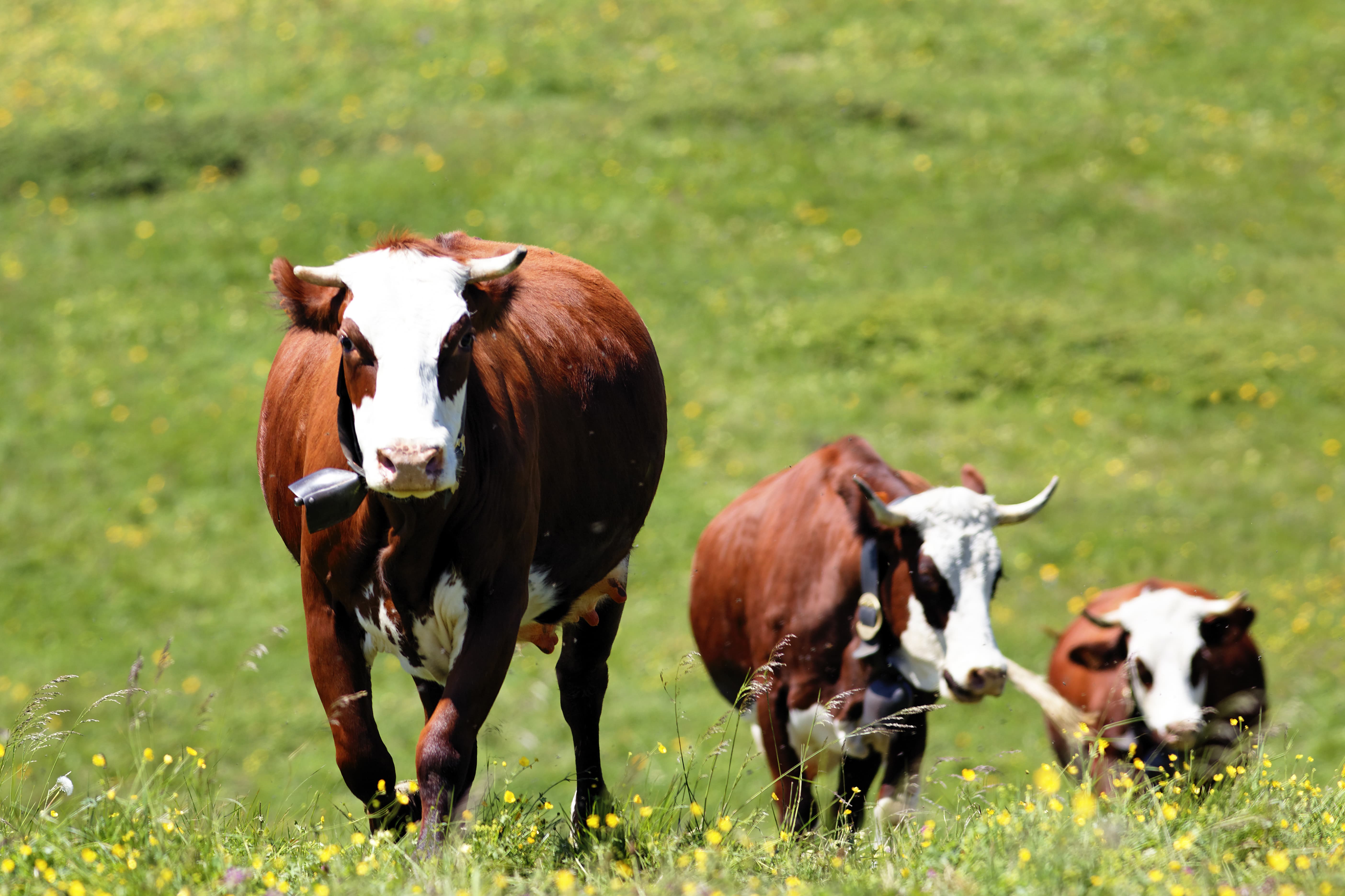 i bovini hanno bisogno di aminoacidi