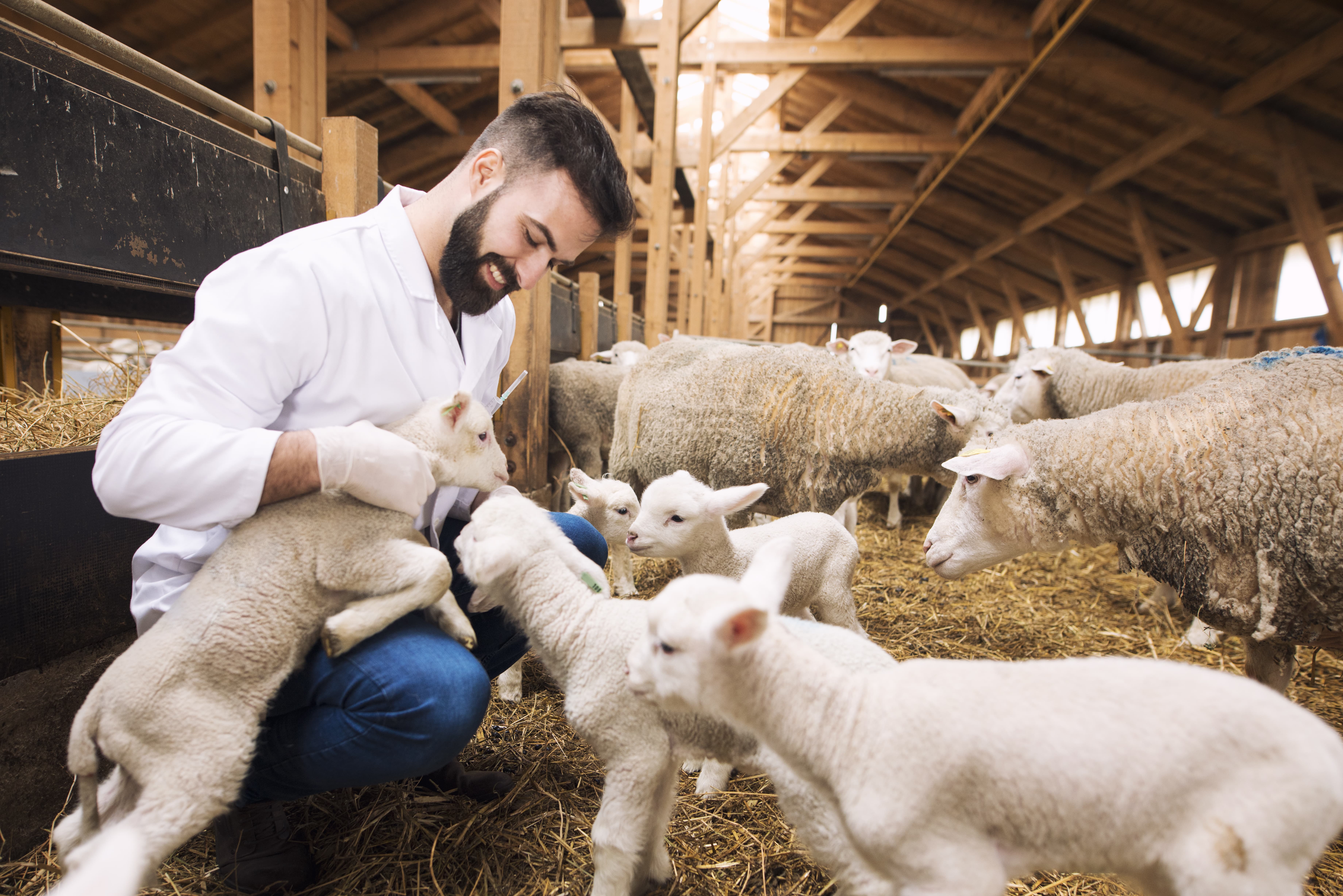 additivo per mangimi per ovini