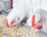 //5irorwxhomroiik.leadongcdn.com/cloud/lrBqnKmmSRjlnlrmklkp/feed-additive-for-poultry.jpg