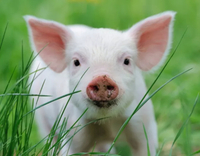 //5irorwxhomroiik.leadongcdn.com/cloud/lrBqnKmmSRklrokjqokp/feed-additives-for-pigs.jpg