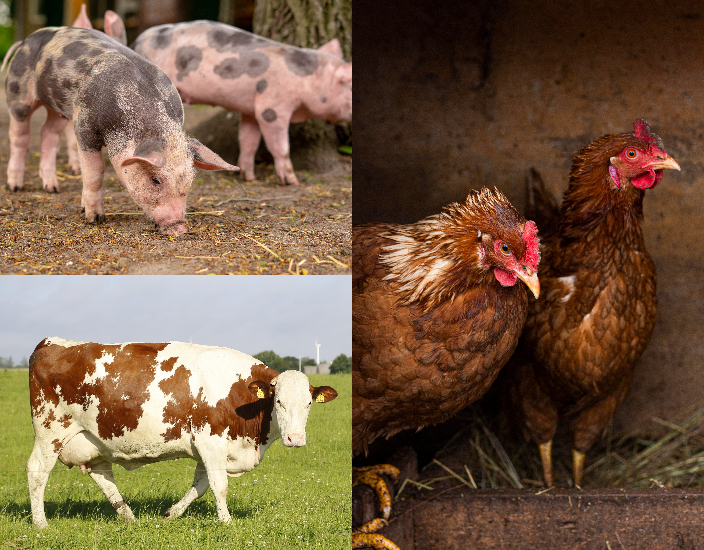 Solfato di rame pentaidrato: importanza nell'alimentazione animale