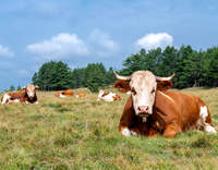 //5irorwxhomroiik.leadongcdn.com/cloud/lrBqnKmmSRmkjnijmrkp/cows-are-resting.jpg