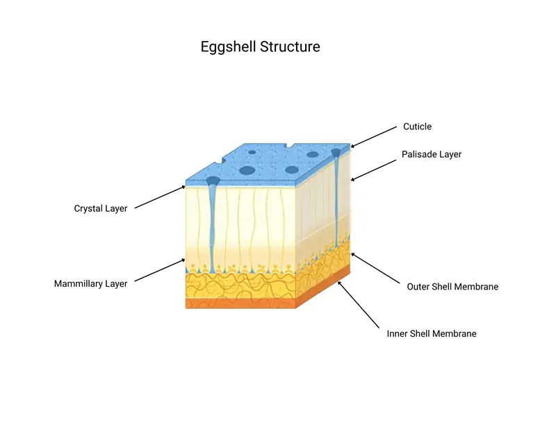 Eggshell Structure Struttura del guscio d'uovo