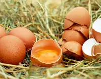 //5irorwxhomroiik.leadongcdn.com/cloud/piBqnKmmSRqloqrijikp/Feed-Additive-Choline-Chloride.webp