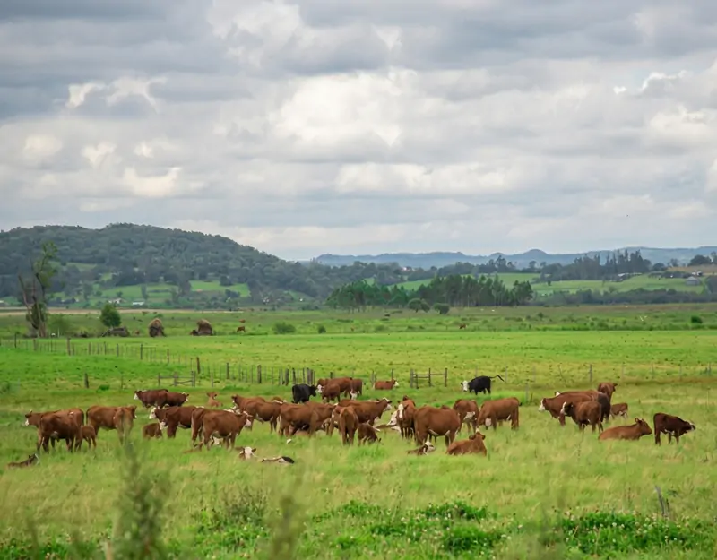 Effetti della metionina rumino-protetta nei bovini da carne