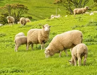 //5irorwxhomroiik.leadongcdn.com/cloud/pnBqnKmmSRplljqolqkm/Manganese-Sulphate-for-Ruminants_703_550.webp