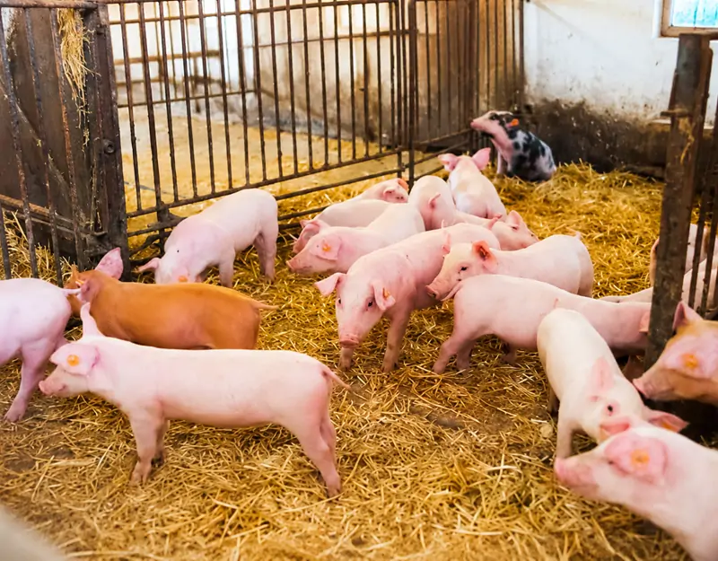 Il cloridrato di lisina al 98,5% &egrave; specificamente progettato per i suini.