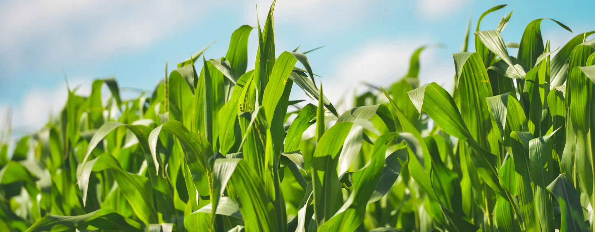 Polifar protects food security (1)