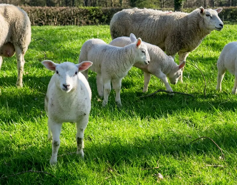 Effetti nutrizionali della metionina protetta dal rumine nelle pecore