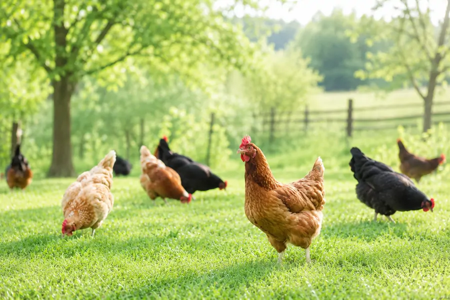 Benessere degli animali